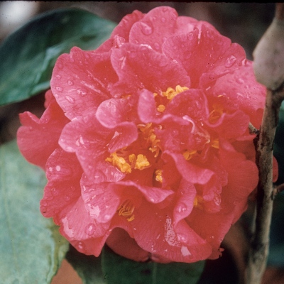 Eugenia Howell